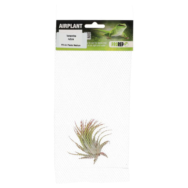 Airplant - Tillandsia ionantha 'Rubra'