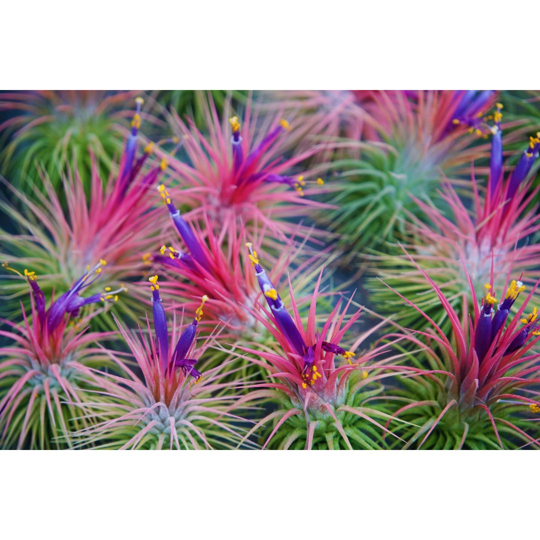 Airplant - Tillandsia ionantha 'Rubra'