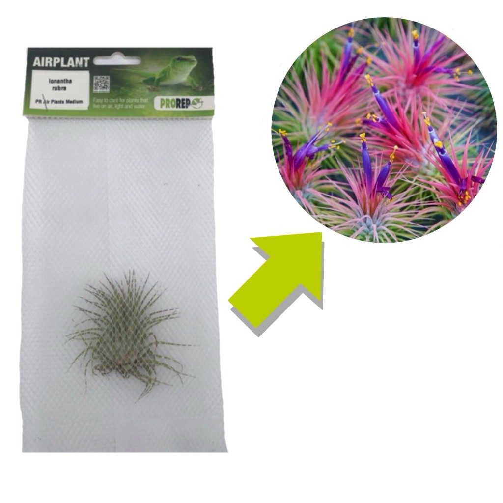 Airplant - Tillandsia ionantha 'Rubra'