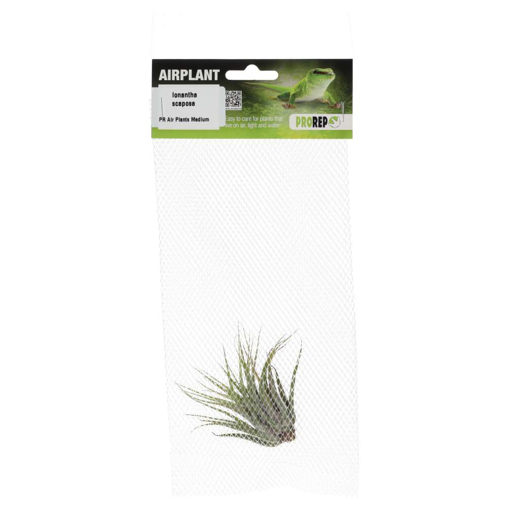Airplant - Tillandsia ionantha var. scaposa (T. kolbii)