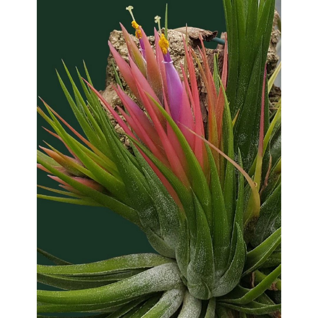 Airplant - Tillandsia ionantha var. scaposa (T. kolbii)