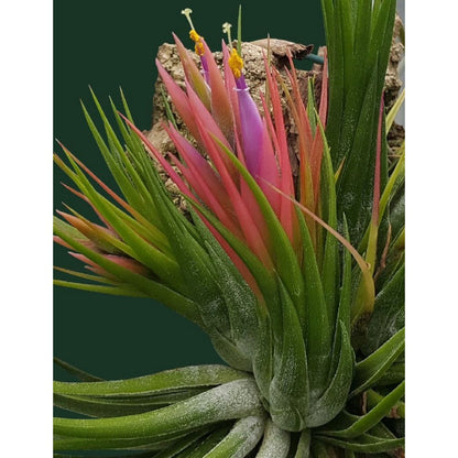 Airplant - Tillandsia ionantha var. scaposa (T. kolbii)