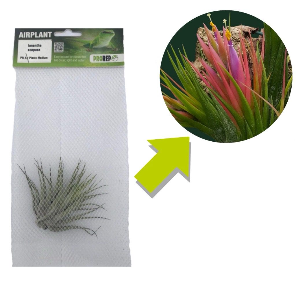 Airplant - Tillandsia ionantha var. scaposa (T. kolbii)