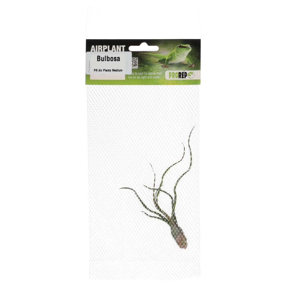 Airplant - Tillandsia bulbosa