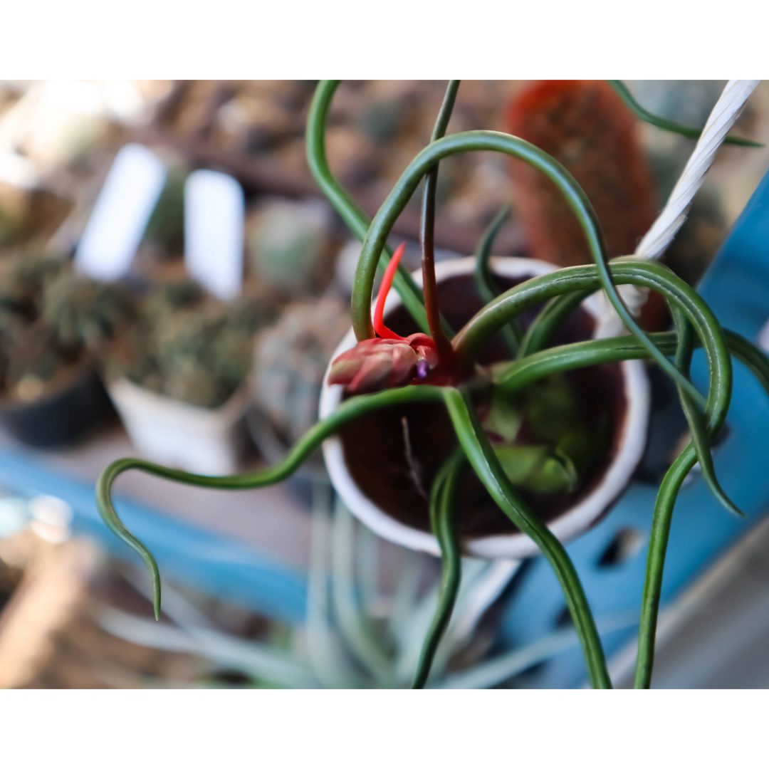 Airplant - Tillandsia bulbosa
