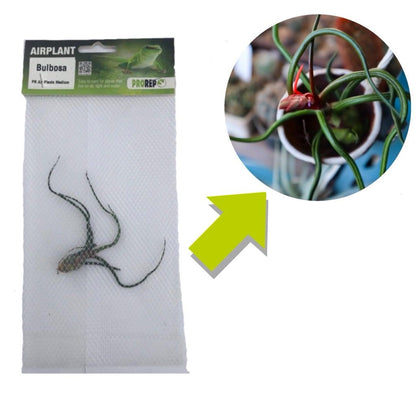 Airplant - Tillandsia bulbosa