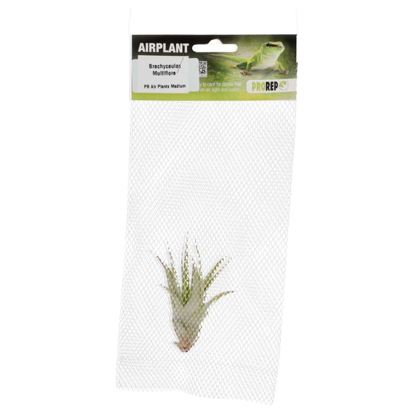 Airplant - Tillandsia brachycaulos var. multiflora