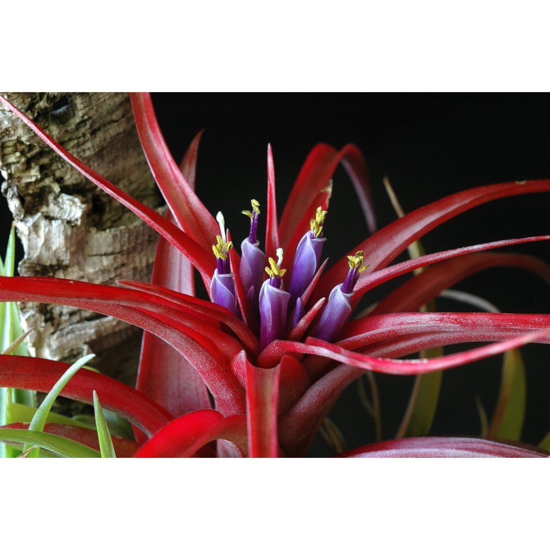 Airplant - Tillandsia brachycaulos var. multiflora