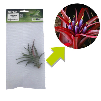 Airplant - Tillandsia brachycaulos var. multiflora