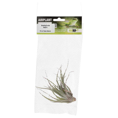 Airplant - Tillandsia brachycaulos var. abdita