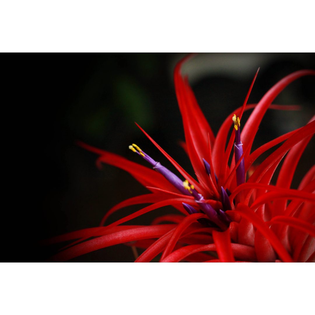 Airplant - Tillandsia brachycaulos var. abdita