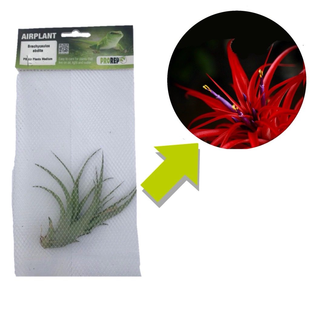 Airplant - Tillandsia brachycaulos var. abdita