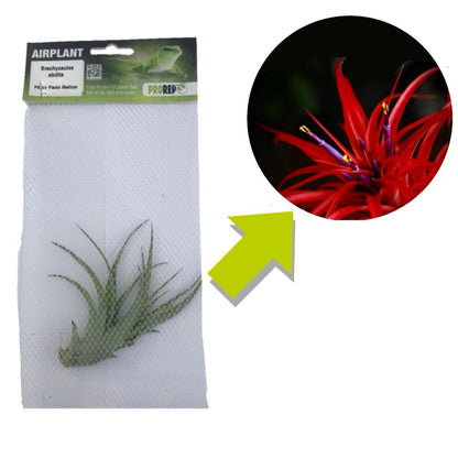Airplant - Tillandsia brachycaulos var. abdita