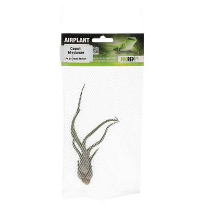 Airplant - Tillandsia caput-medusae