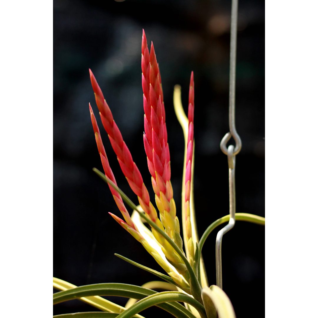 Airplant - Tillandsia caput-medusae