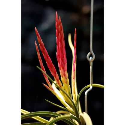 Airplant - Tillandsia caput-medusae
