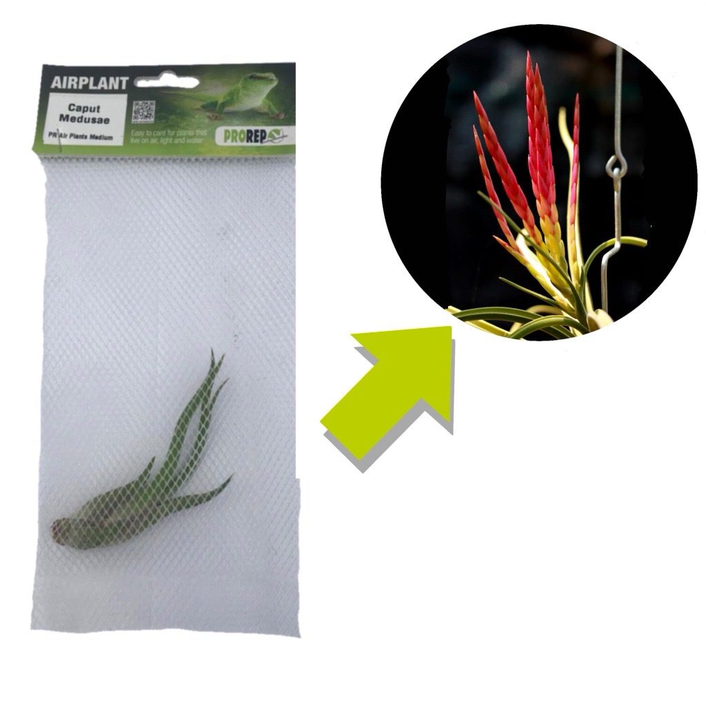 Airplant - Tillandsia caput-medusae