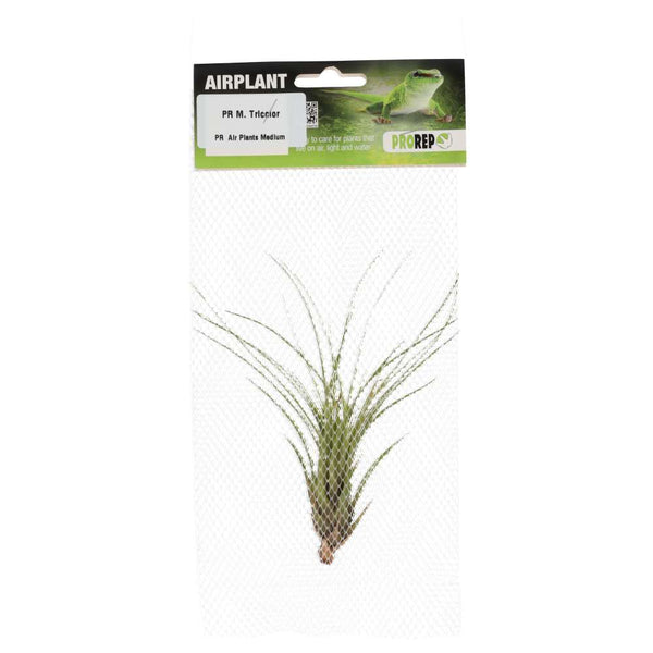 Airplant - Tillandsia tricolor var. melanocrater