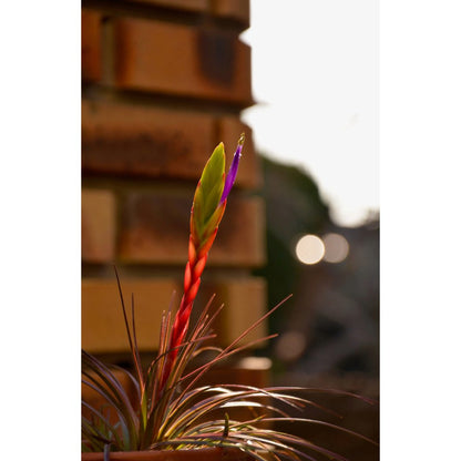 Airplant - Tillandsia tricolor var. melanocrater