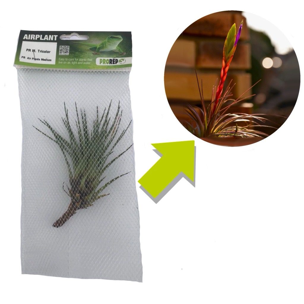 Airplant - Tillandsia tricolor var. melanocrater