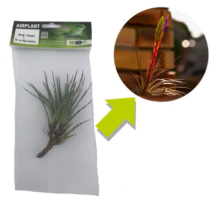 Airplant - Tillandsia tricolor var. melanocrater
