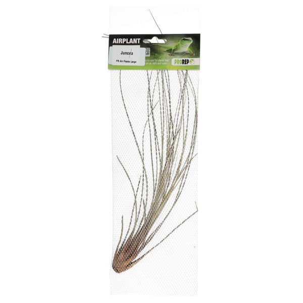 Airplant - Tillandsia juncea