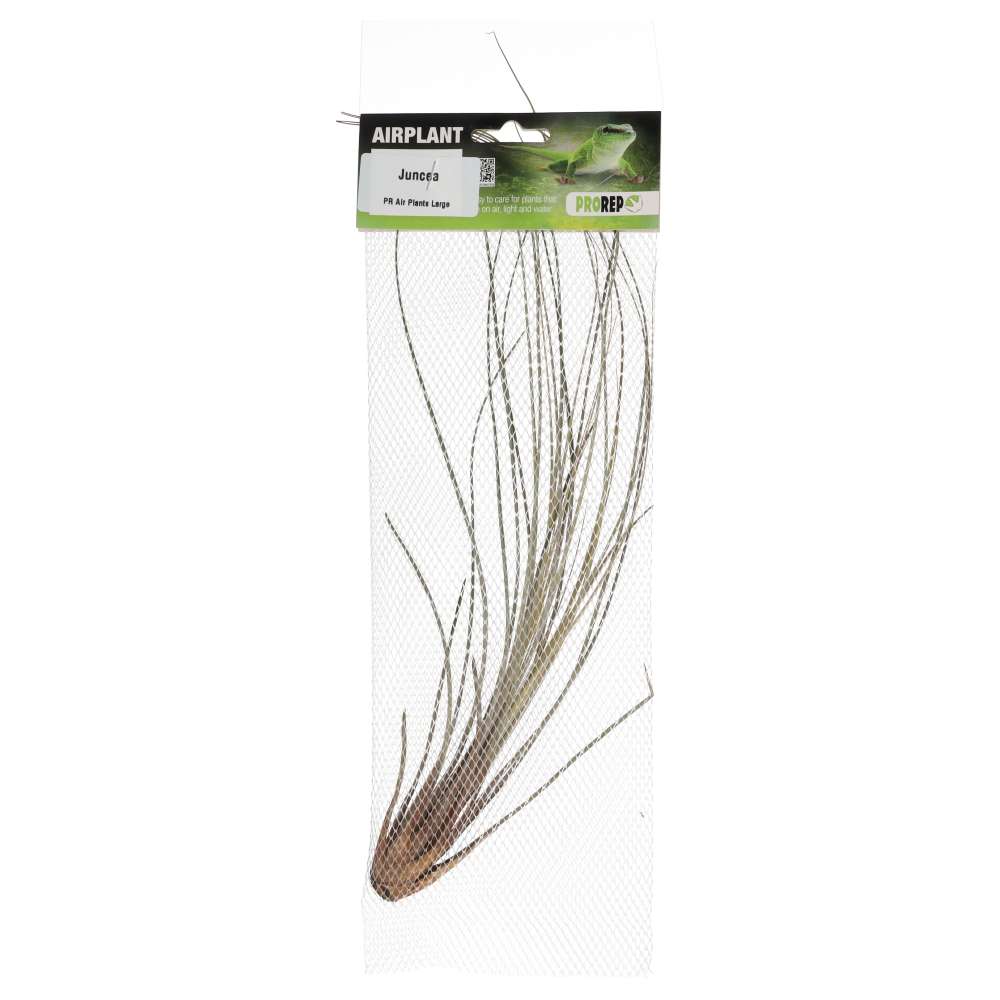 Airplant - Tillandsia juncea