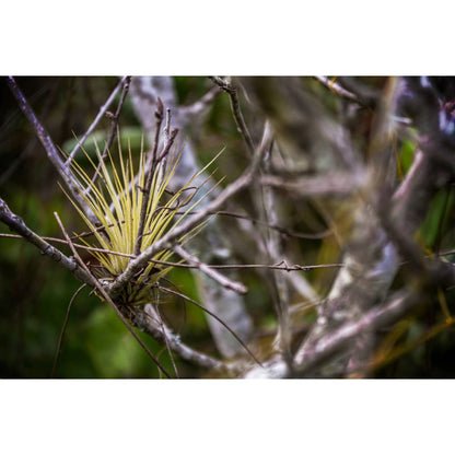 Airplant - Tillandsia juncea