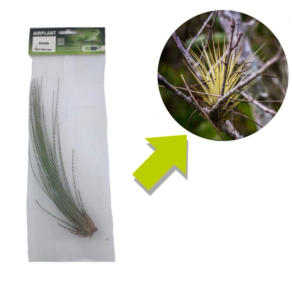 Airplant - Tillandsia juncea