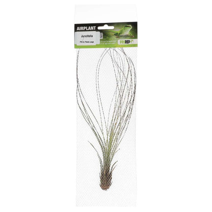 Airplant - Tillandsia juncifolia