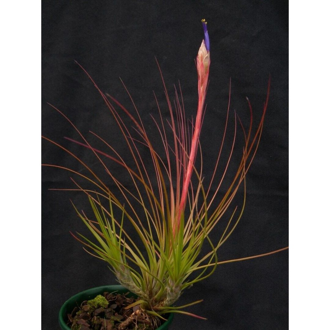 Airplant - Tillandsia juncifolia