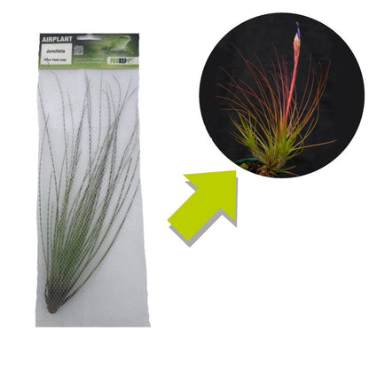 Airplant - Tillandsia juncifolia