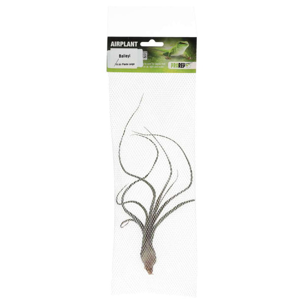 Airplant - Tillandsia baileyi