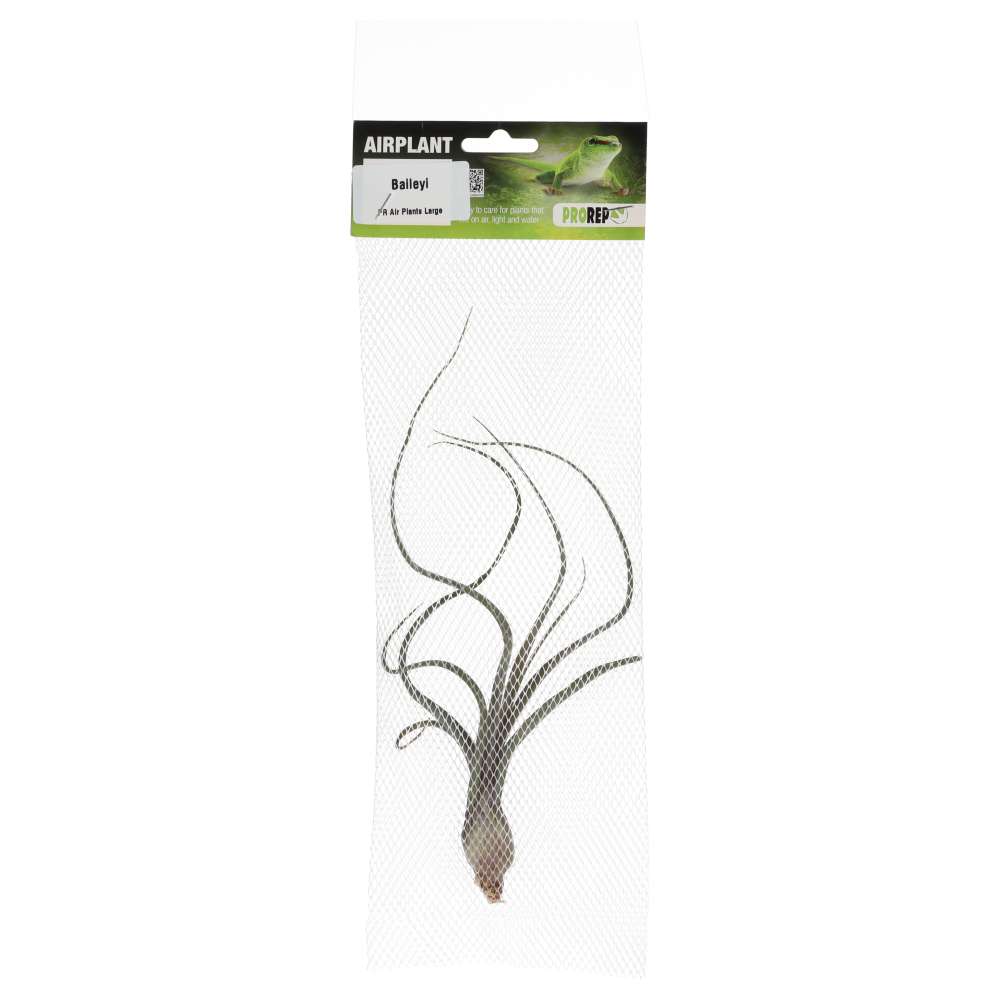 Airplant - Tillandsia baileyi