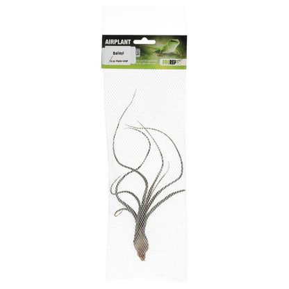 Airplant - Tillandsia baileyi
