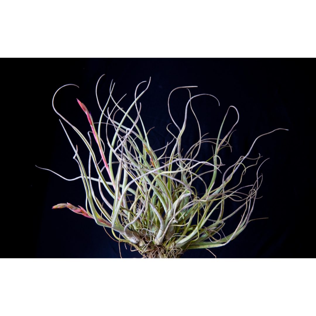 Airplant - Tillandsia baileyi