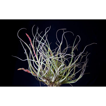 Airplant - Tillandsia baileyi