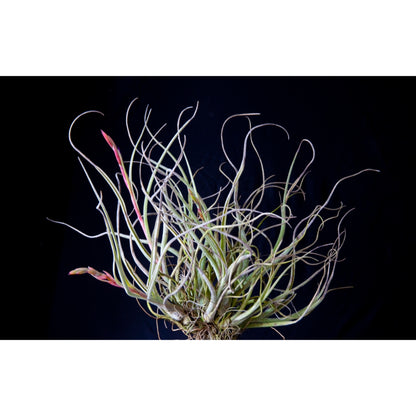 Airplant - Tillandsia baileyi