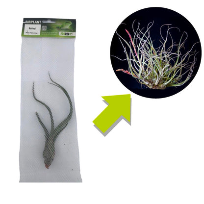 Airplant - Tillandsia baileyi