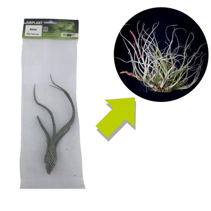 Airplant - Tillandsia baileyi