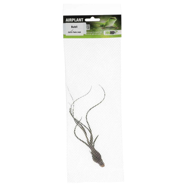 Airplant - Tillandsia butzii