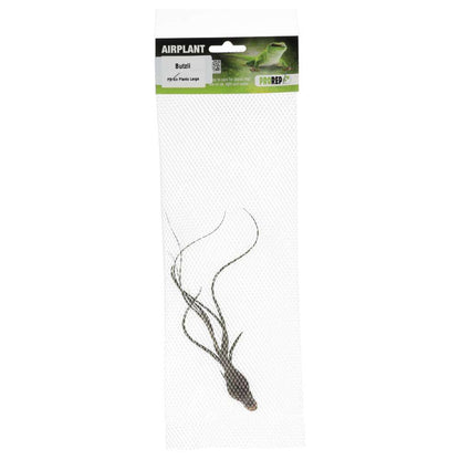 Airplant - Tillandsia butzii
