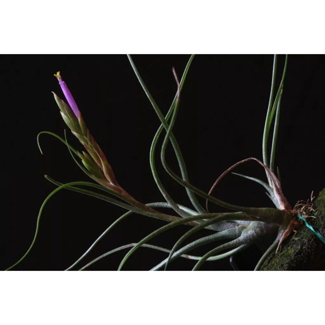 Airplant - Tillandsia butzii
