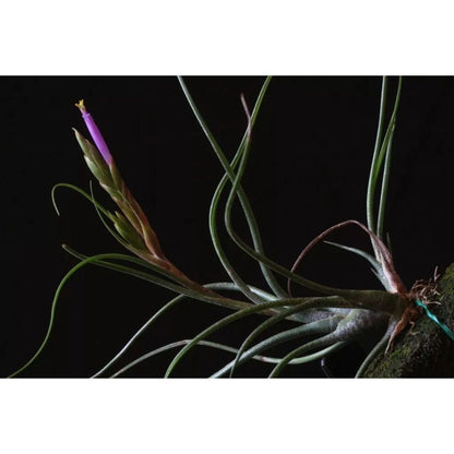 Airplant - Tillandsia butzii