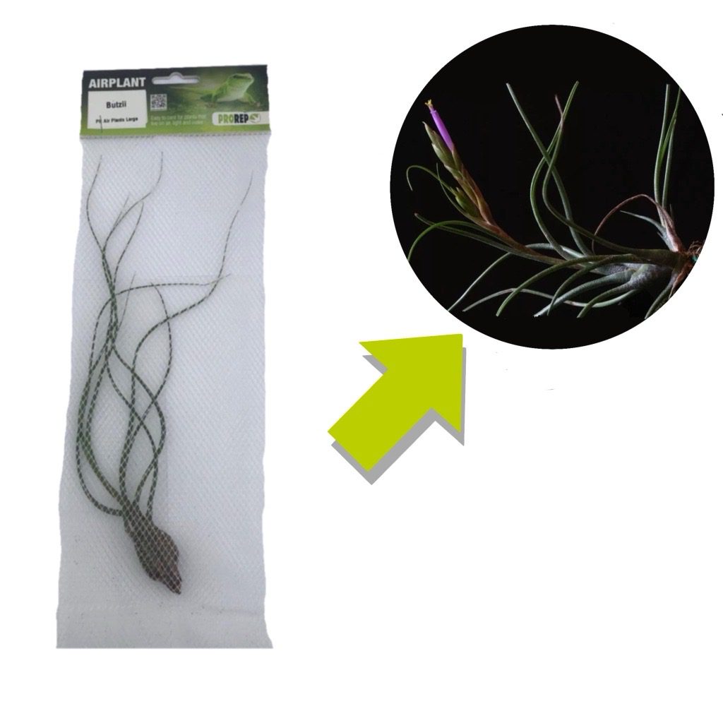 Airplant - Tillandsia butzii