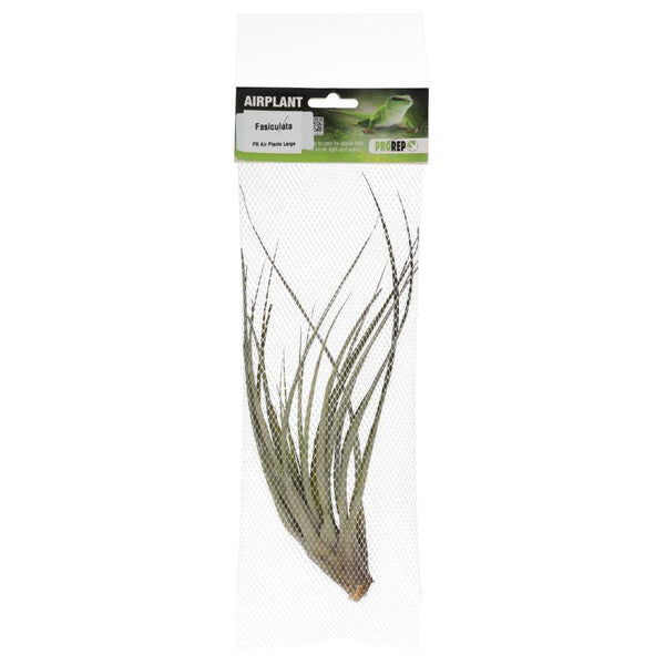 Airplant - Tillandsia fasciculata