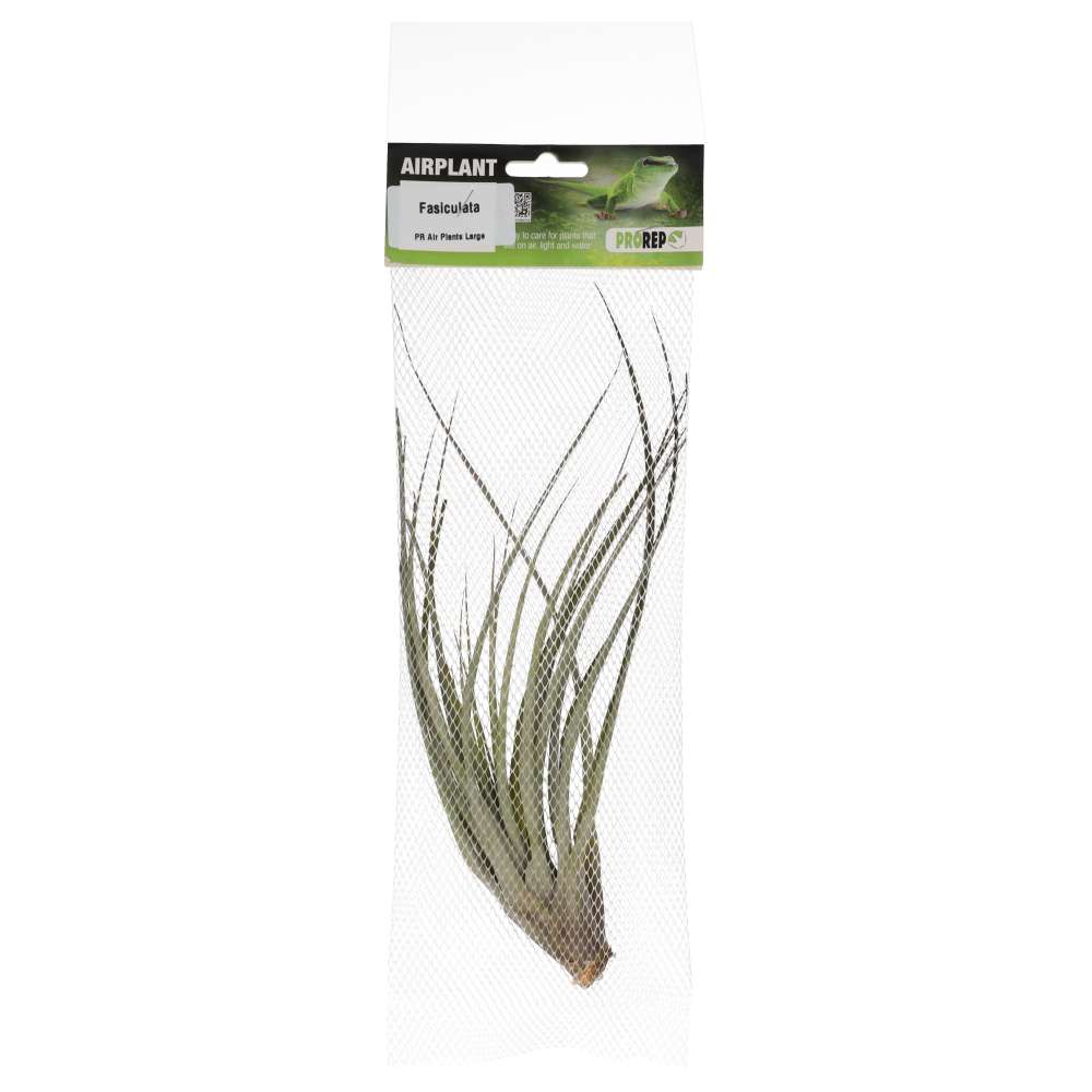 Airplant - Tillandsia fasciculata