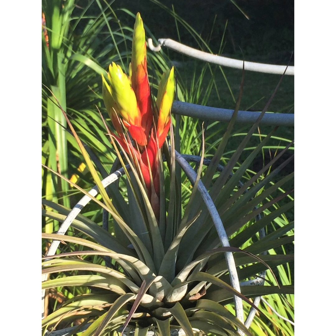 Airplant - Tillandsia fasciculata