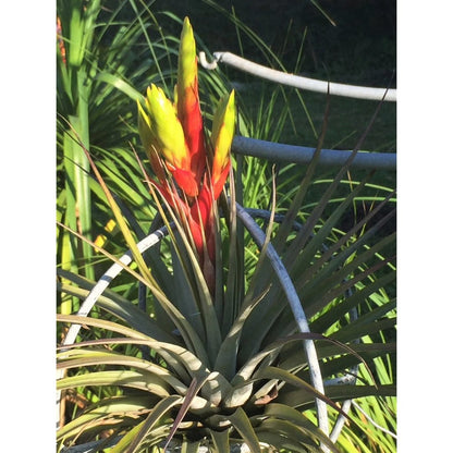 Airplant - Tillandsia fasciculata