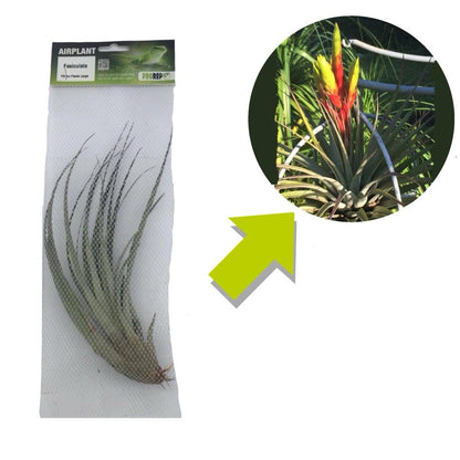 Airplant - Tillandsia fasciculata